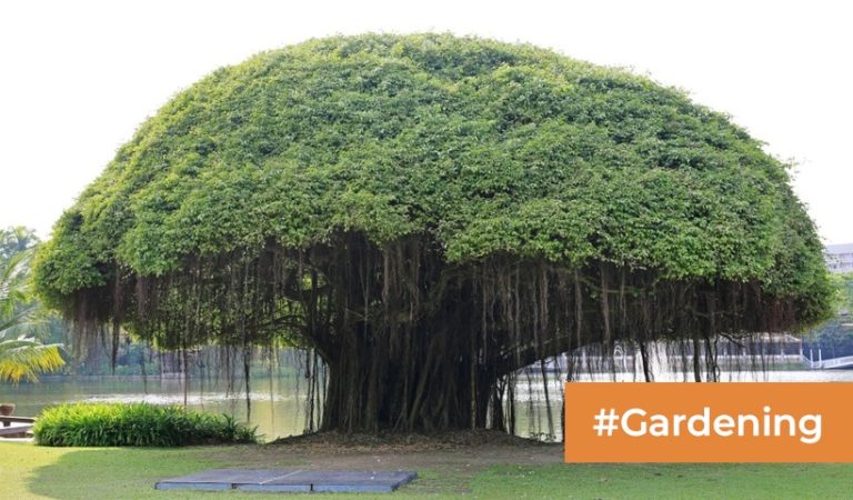  Banyan Tree: Facts, Ecosystem Role & Why It's Important